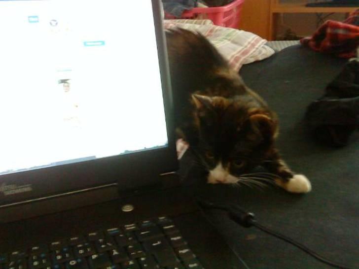 Huskat Mini - Mini leder efter computermusen hun så på skærmen billede 8