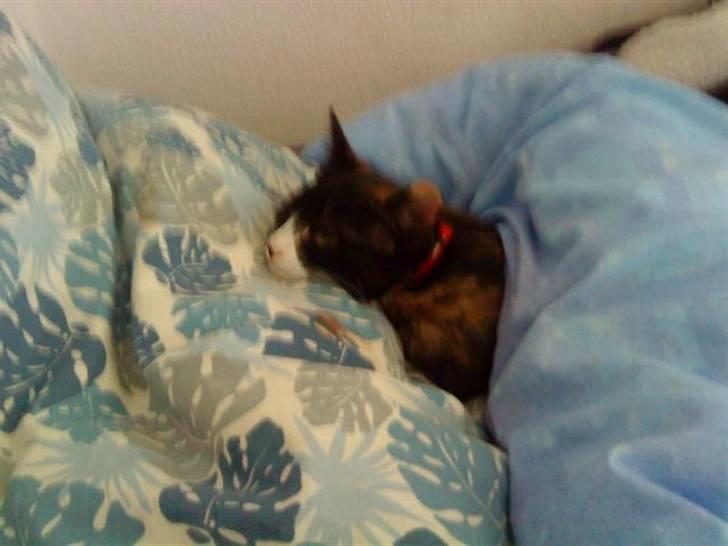 Huskat Mini - zZzZzZzZz billede 9