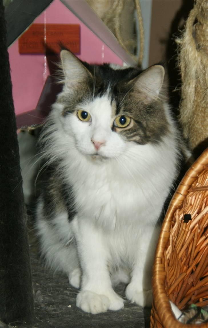Maine Coon R.I.P smukke Basse - taget den 12/9-09 billede 1