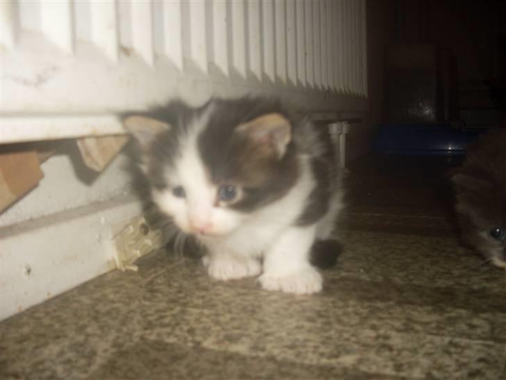 Maine Coon R.I.P smukke Basse - puha hvor er jeg bare mæt..... billede 2