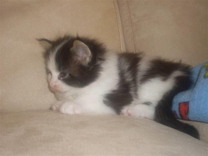 Maine Coon R.I.P smukke Basse - har lige leget så er lige blevet lidt træt.... billede 3