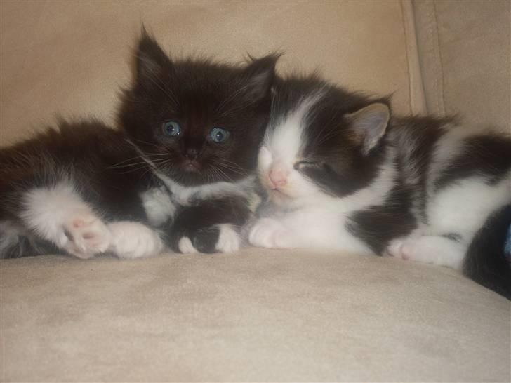 Maine Coon R.I.P smukke Basse - putter lige med min smukke søster..... billede 4