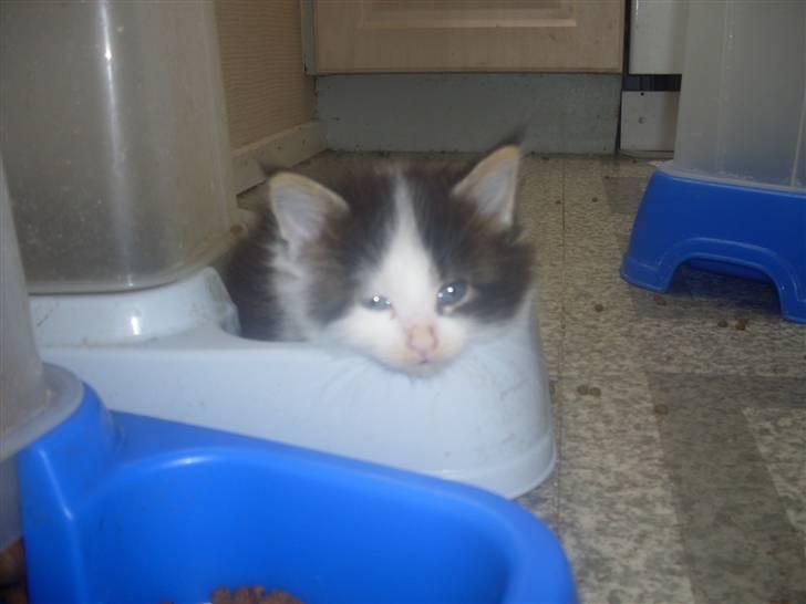 Maine Coon R.I.P smukke Basse - puha tror jeg fik spist for meget så kom ikk så langt ligger mig bare her og sover...gggg billede 5