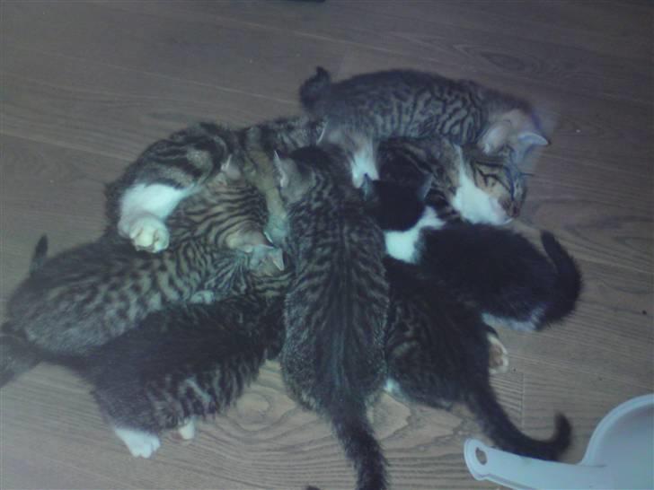 Huskat Findus. - overfaldelsen billede 4