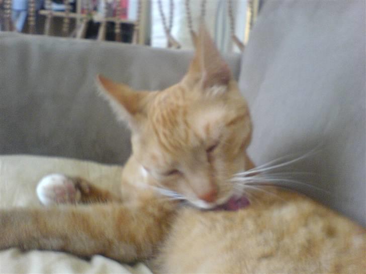 Blanding af racer rex - R.I.P. billede 5