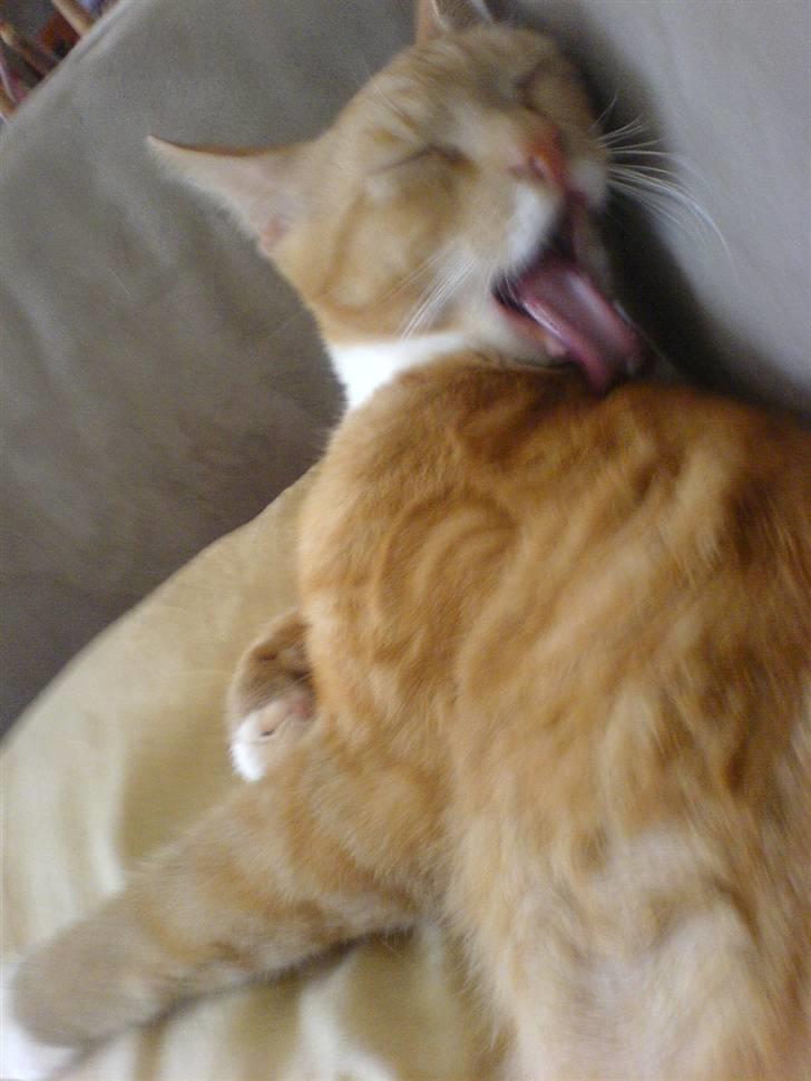 Blanding af racer rex - R.I.P. billede 6