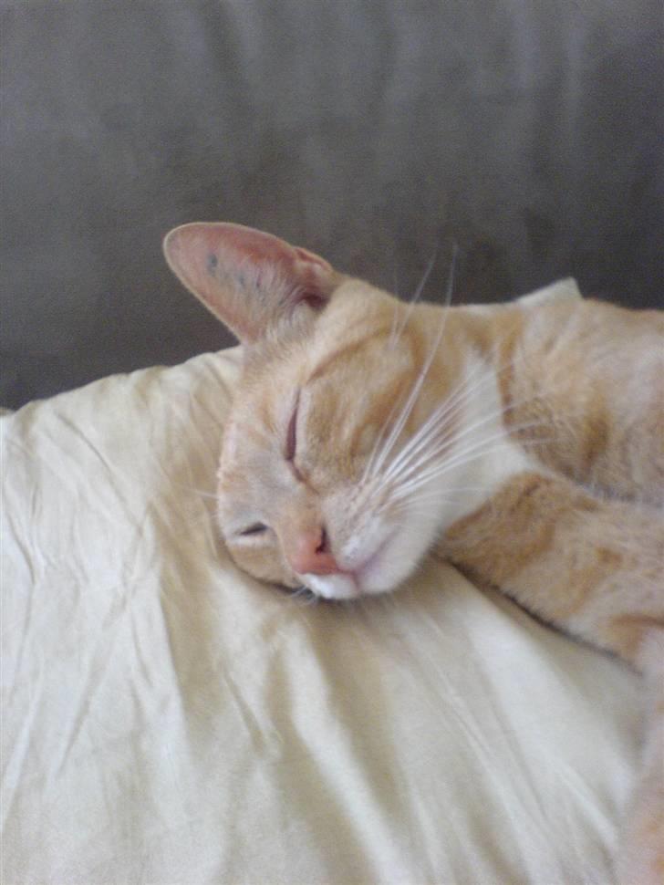 Blanding af racer rex - R.I.P. billede 7