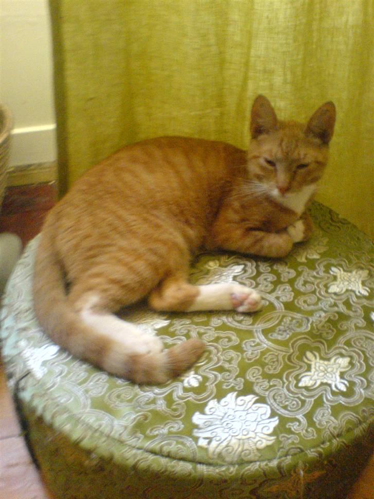 Blanding af racer rex - R.I.P. billede 8