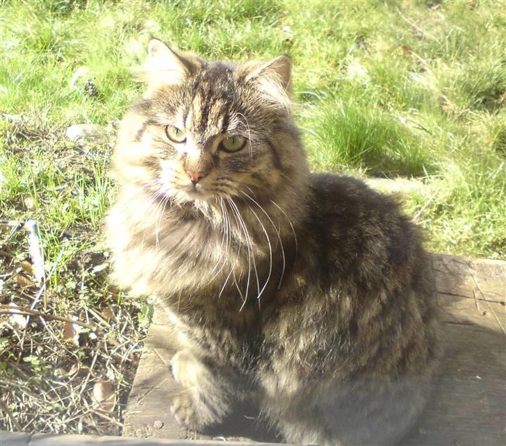 Blanding af racer Liva Weel billede 3