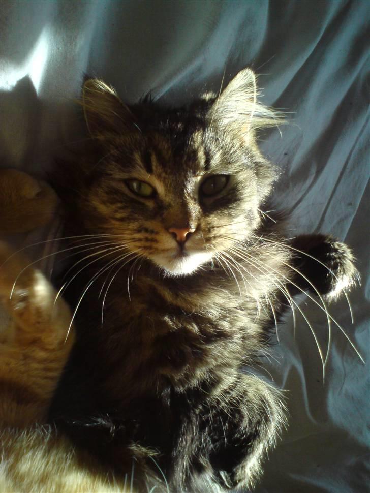 Blanding af racer Liva Weel billede 4