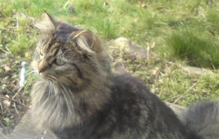 Blanding af racer Liva Weel billede 5