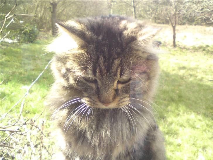 Blanding af racer Liva Weel billede 6