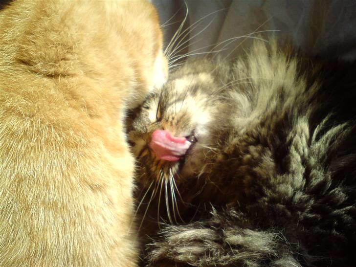 Blanding af racer Liva Weel - Se min lyserøde tunge! billede 7