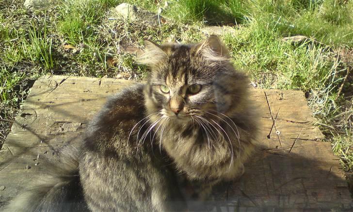 Blanding af racer Liva Weel billede 8