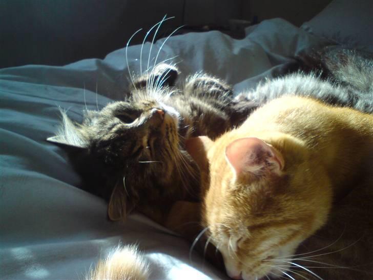 Blanding af racer Liva Weel - Ih hvor vi hygger :-) billede 9