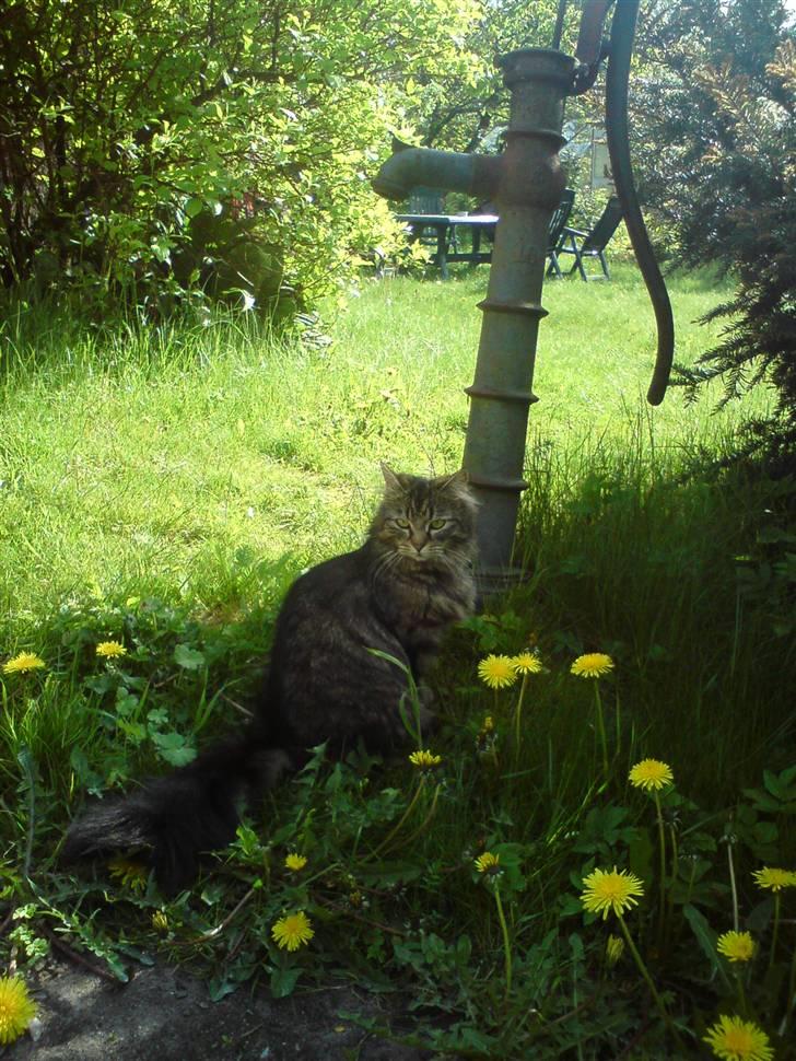 Blanding af racer Liva Weel - Hvor idylisk! billede 11