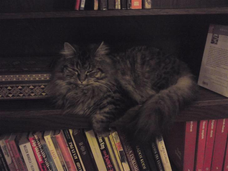 Blanding af racer Liva Weel - En dejlig plads i bogreolen.. billede 12