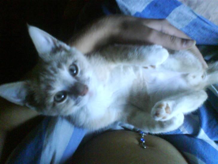 Blanding af racer Peter Plys billede 9