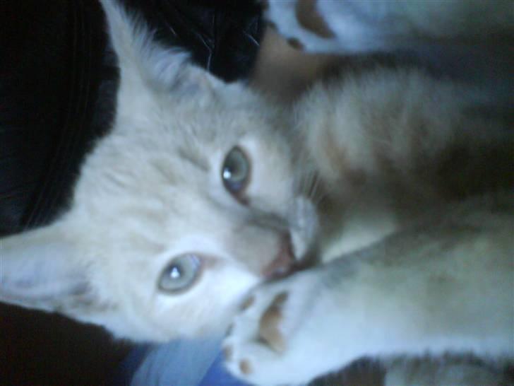 Blanding af racer Peter Plys billede 10