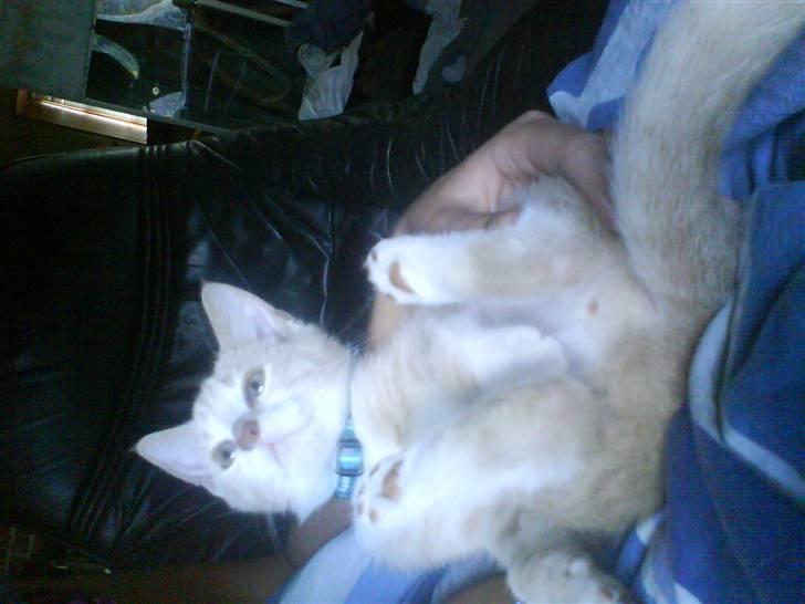 Blanding af racer Peter Plys billede 11