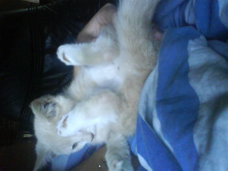 Blanding af racer Peter Plys billede 12