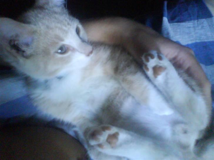 Blanding af racer Peter Plys billede 13