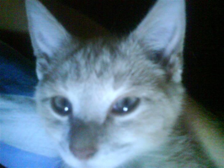 Blanding af racer Peter Plys billede 14