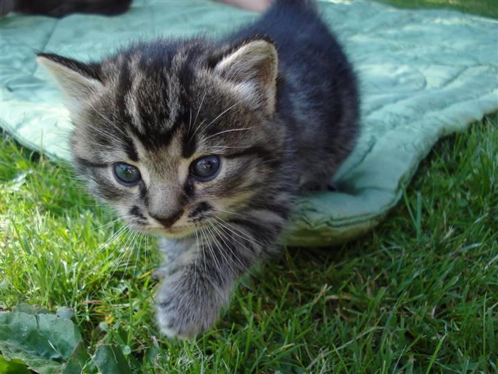 Huskat Jytte billede 1