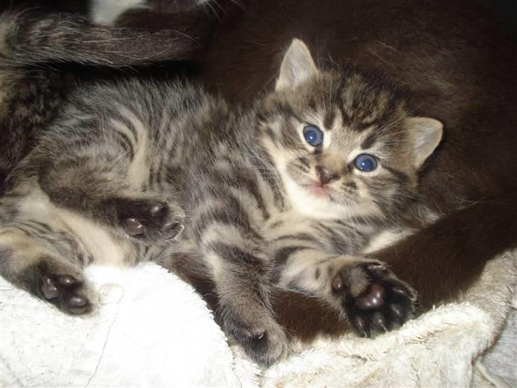 Huskat Jytte billede 2