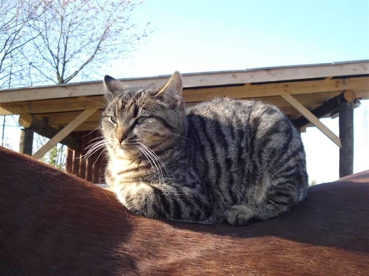 Huskat Jytte - Jytte på min venindes smukke hest, Jelly Bean (: billede 3