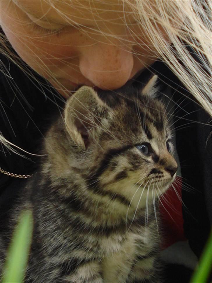 Huskat Jytte billede 5