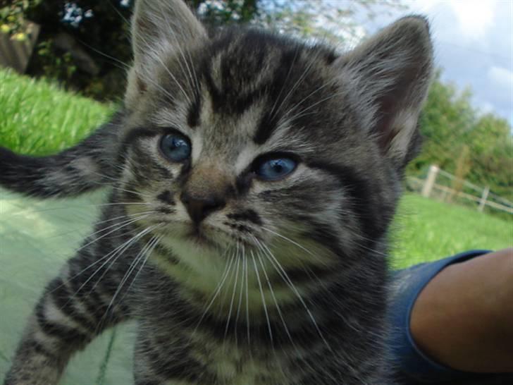 Huskat Jytte billede 6