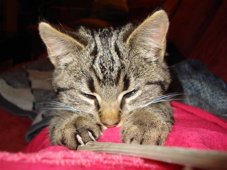 Huskat Jytte billede 7