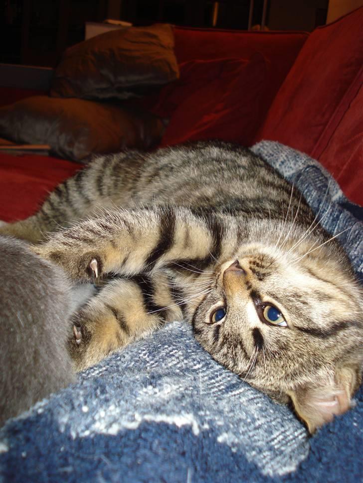 Huskat Jytte billede 8