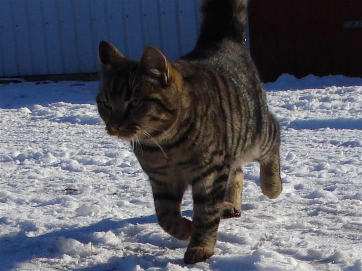 Huskat Jytte billede 9