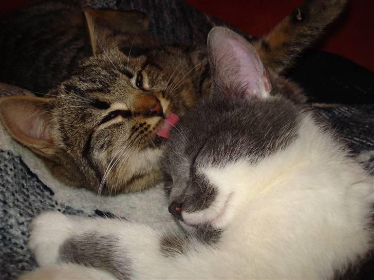 Huskat Jytte billede 10