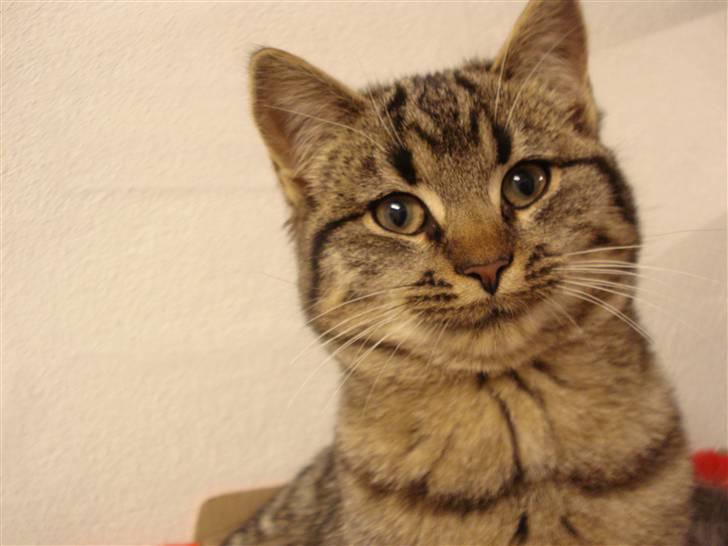 Huskat Jytte billede 11