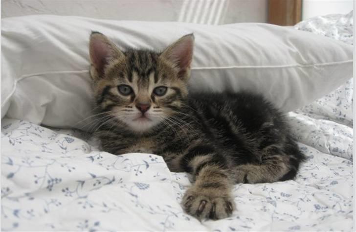 Huskat Mica billede 1