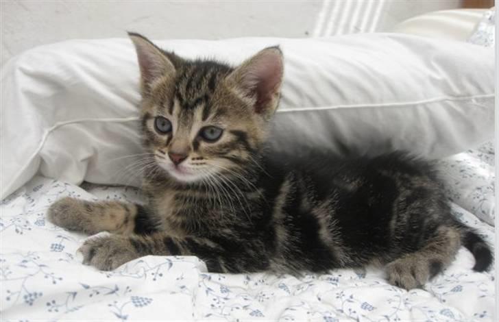 Huskat Mica billede 2