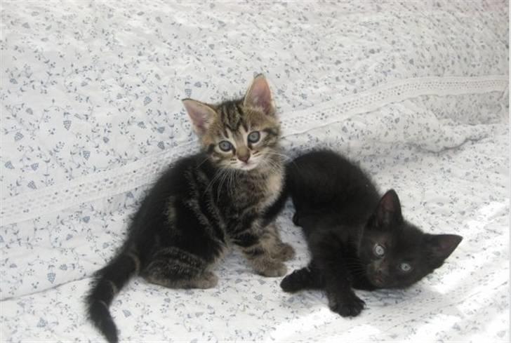 Huskat Mica billede 3