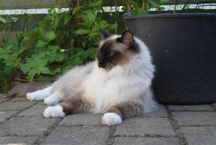 Ragdoll Hannibal billede 11