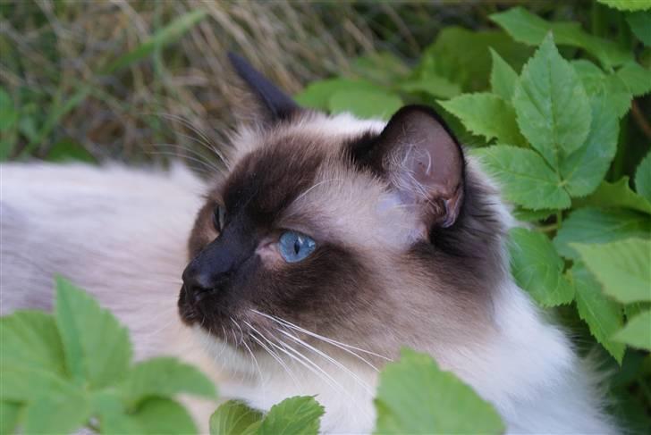 Ragdoll Hannibal billede 12