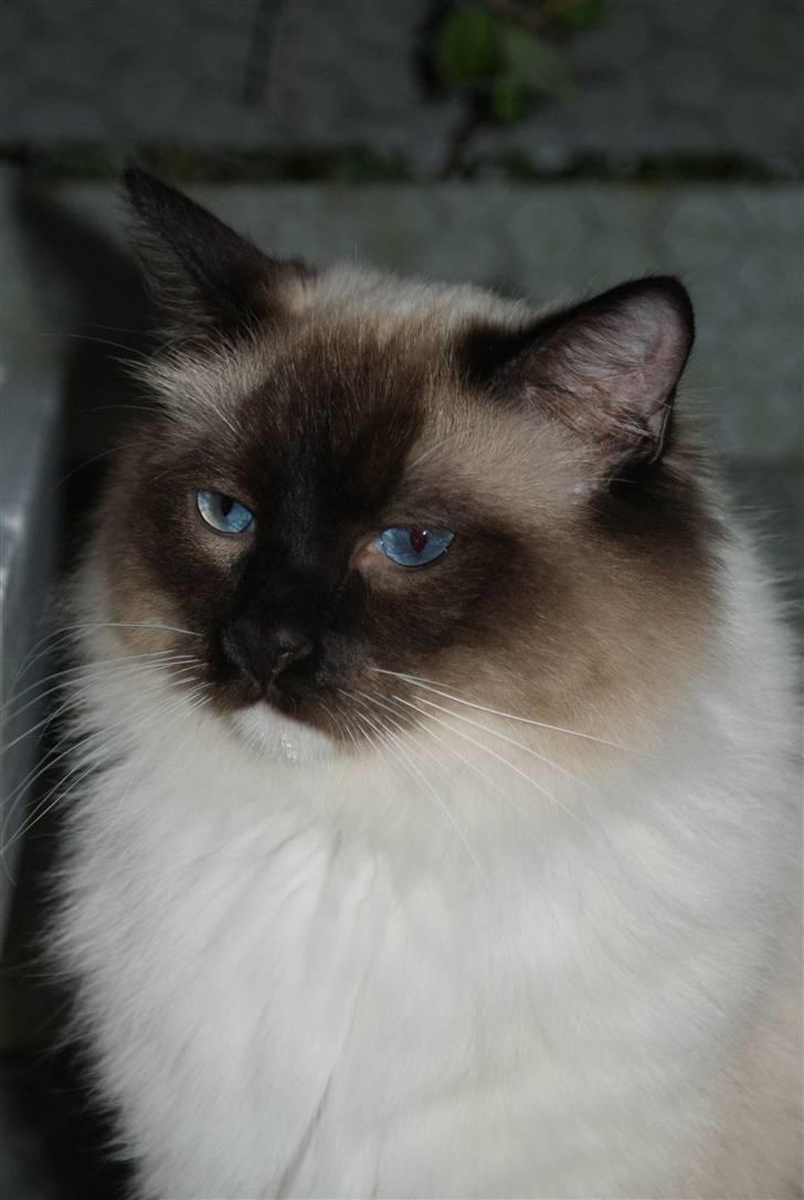 Ragdoll Hannibal billede 13