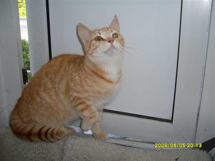 Blanding af racer Plage billede 17