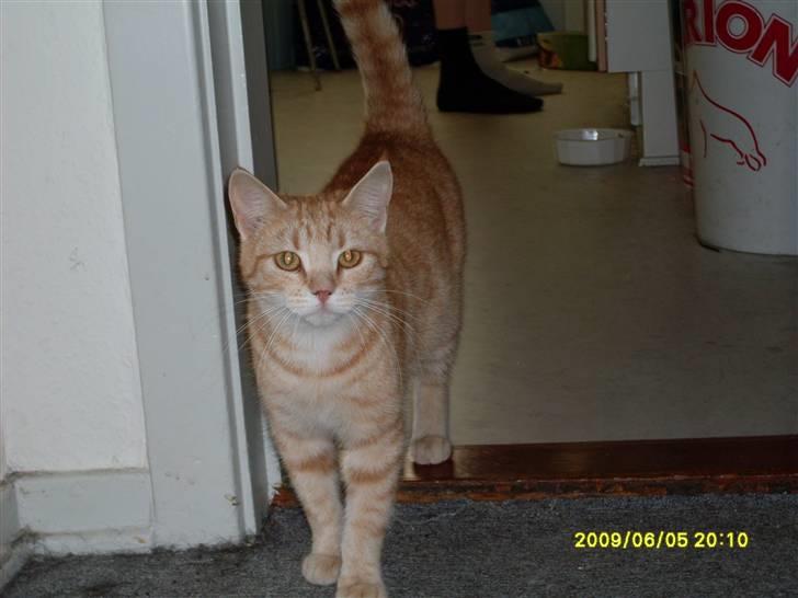 Blanding af racer Plage billede 18