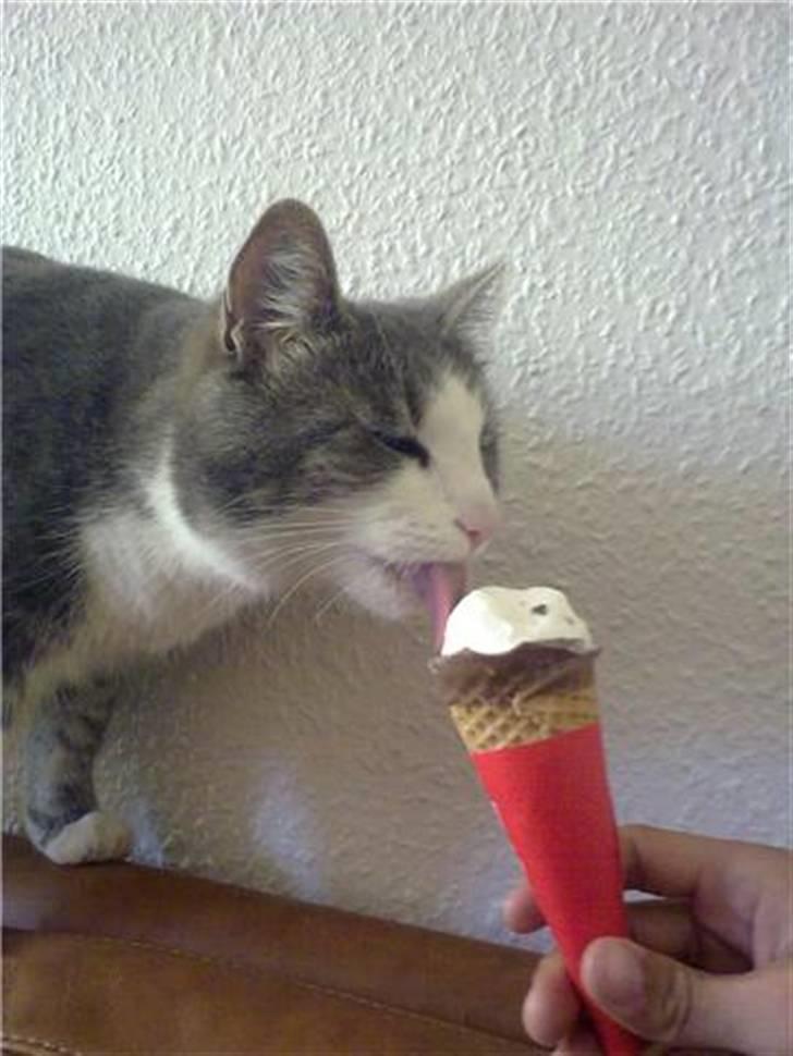 Blanding af racer Harley - Hun er helt tosset med is, og denne gang var hun heldig at smage ;) billede 1