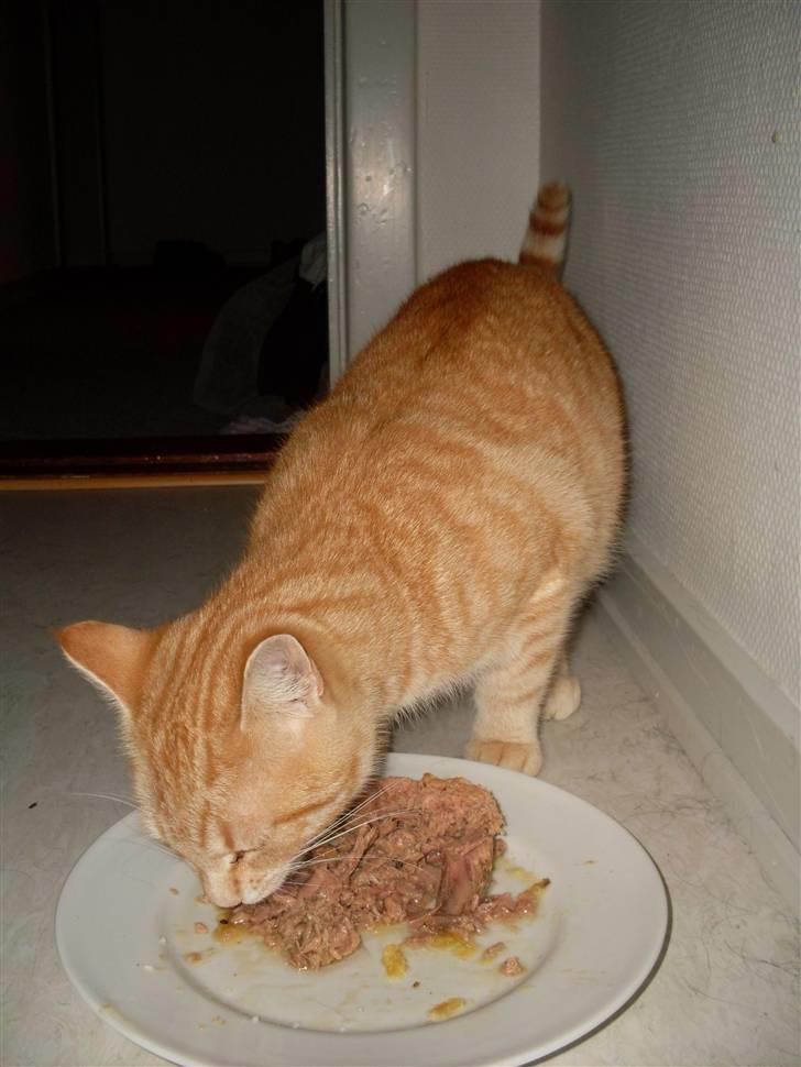 Blanding af racer Plage billede 19