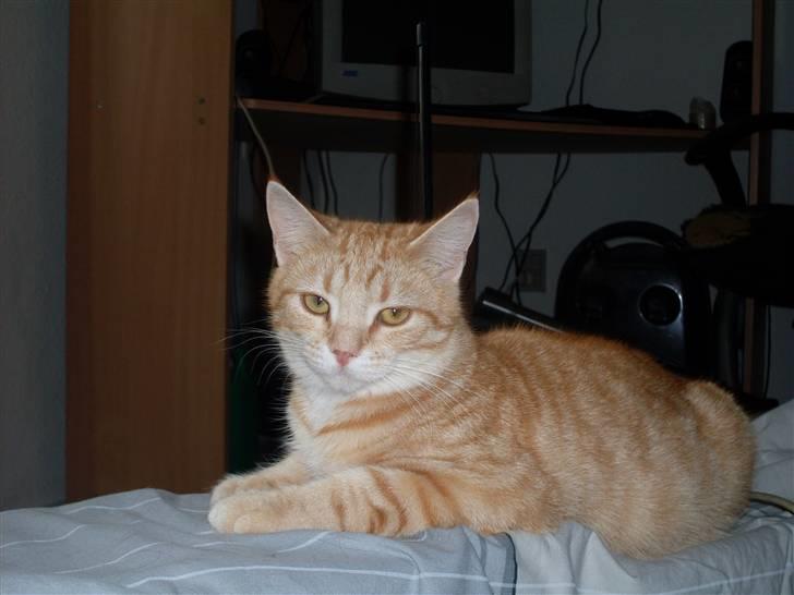 Blanding af racer Plage billede 20