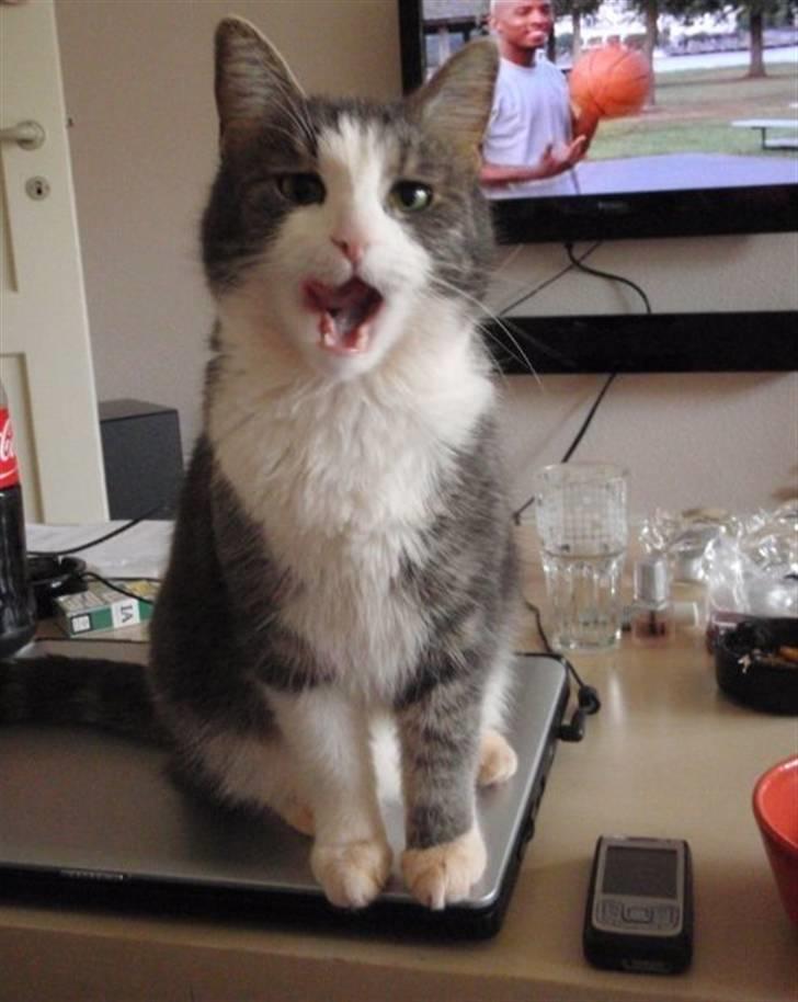 Blanding af racer Harley - Skal altid være i centrum :) billede 2