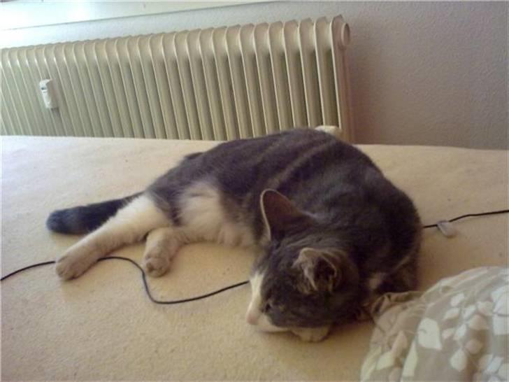 Blanding af racer Harley - når vi putter om morgenen. billede 3